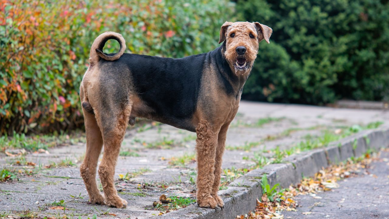 low shedding medium dogs