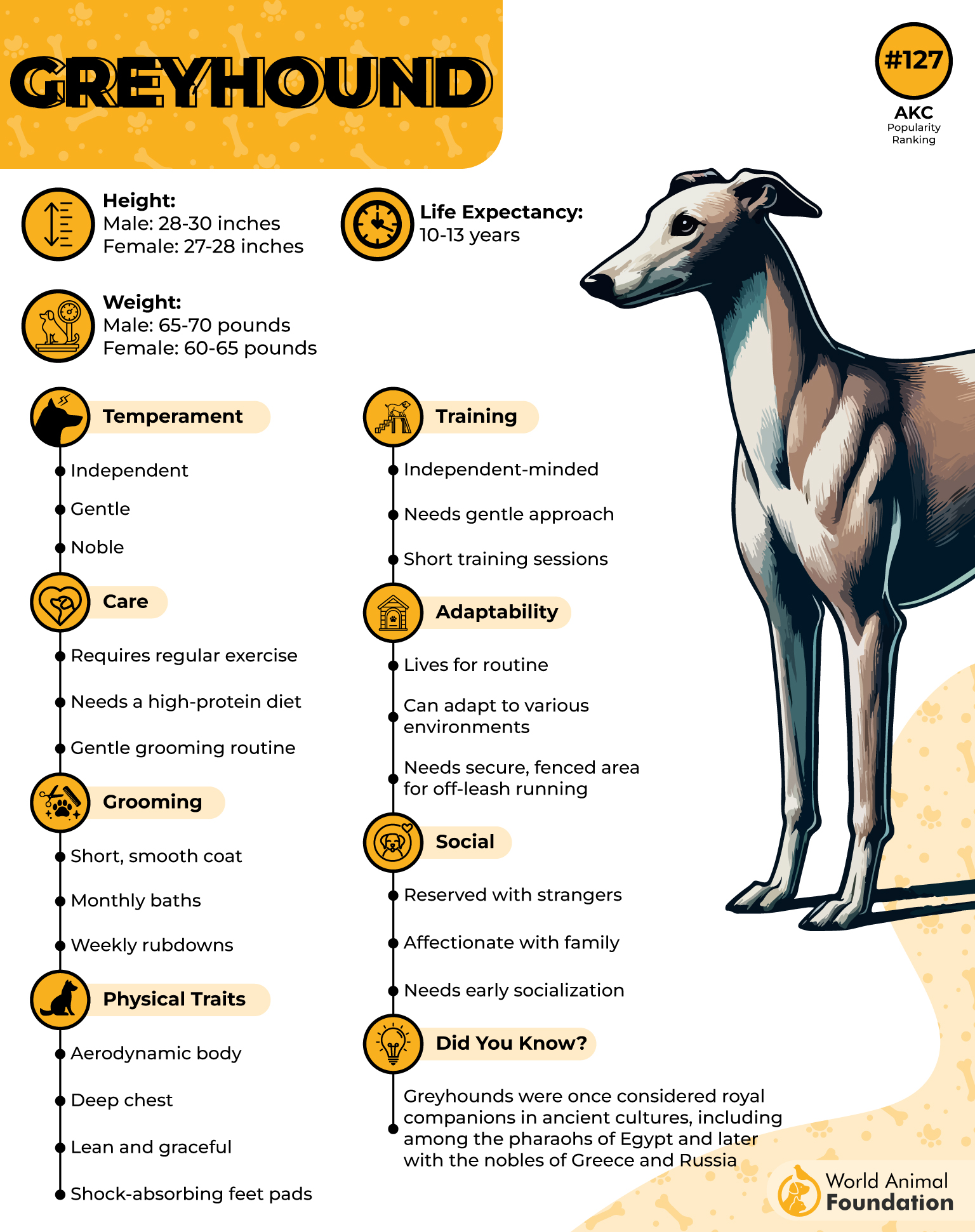 Greyhound Profile