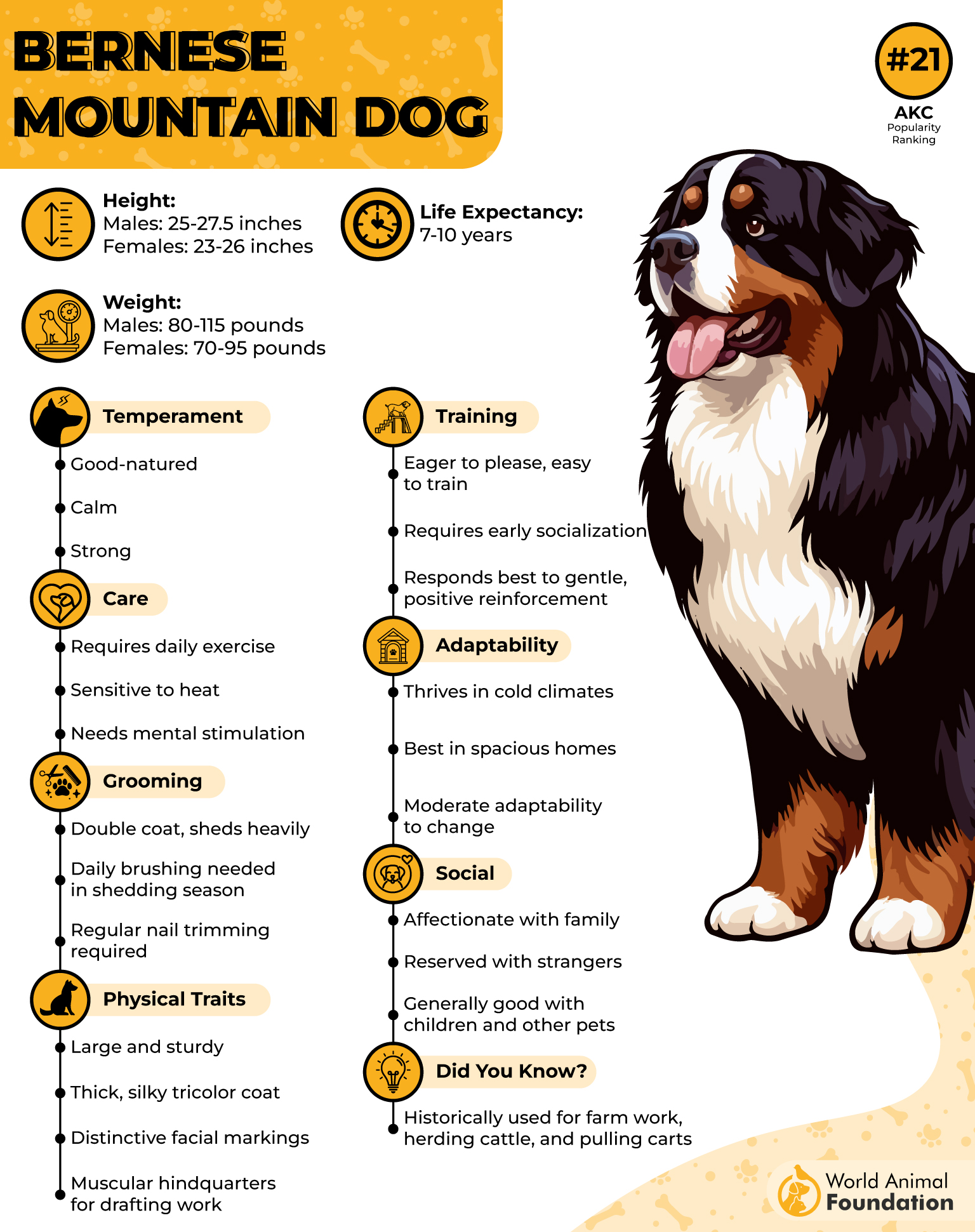 Bernese Mountain Dog Profile