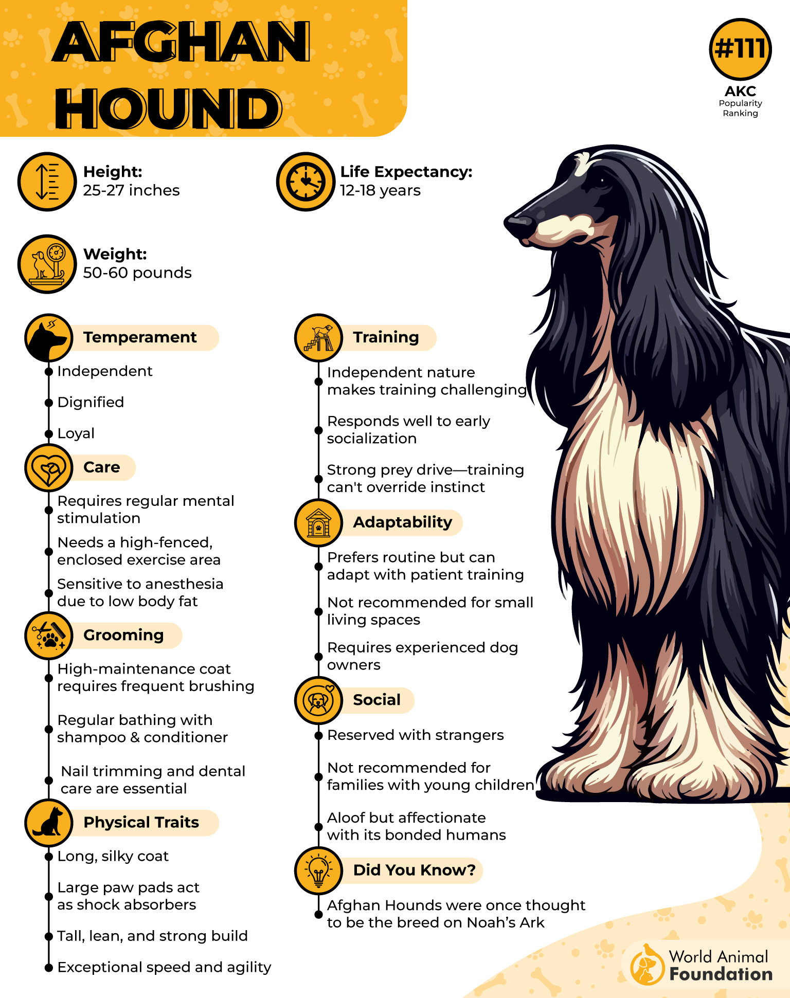 Afghan Hound Profile