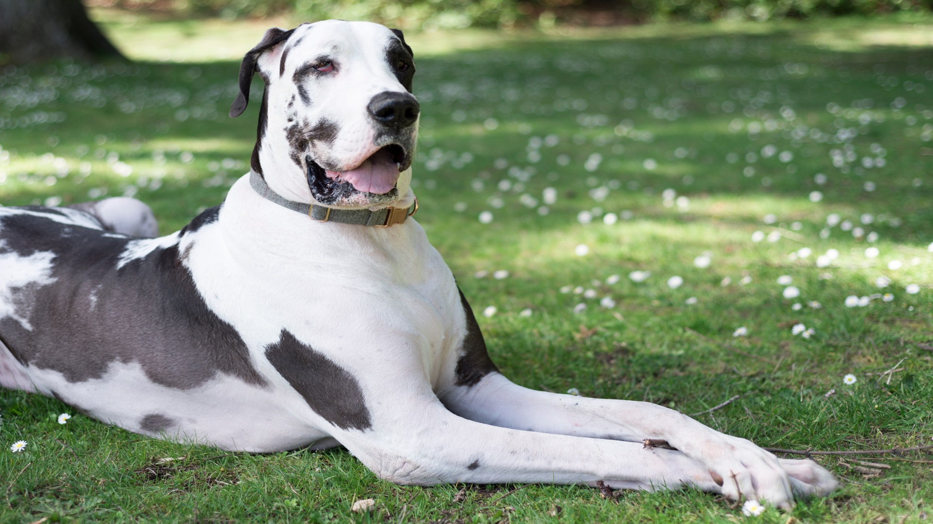 very handsome harlequin great dane dog crossing hi 2025 01 08 09 06 08 utc