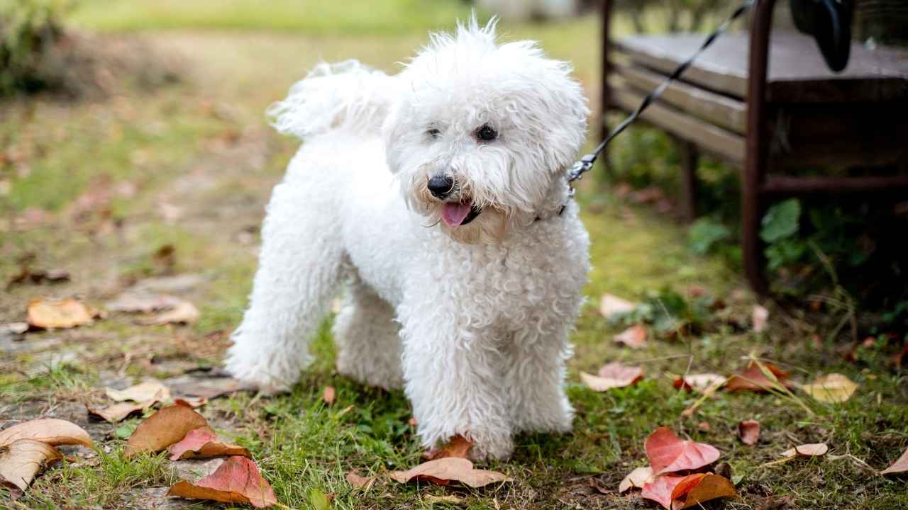 wavy coat dogs