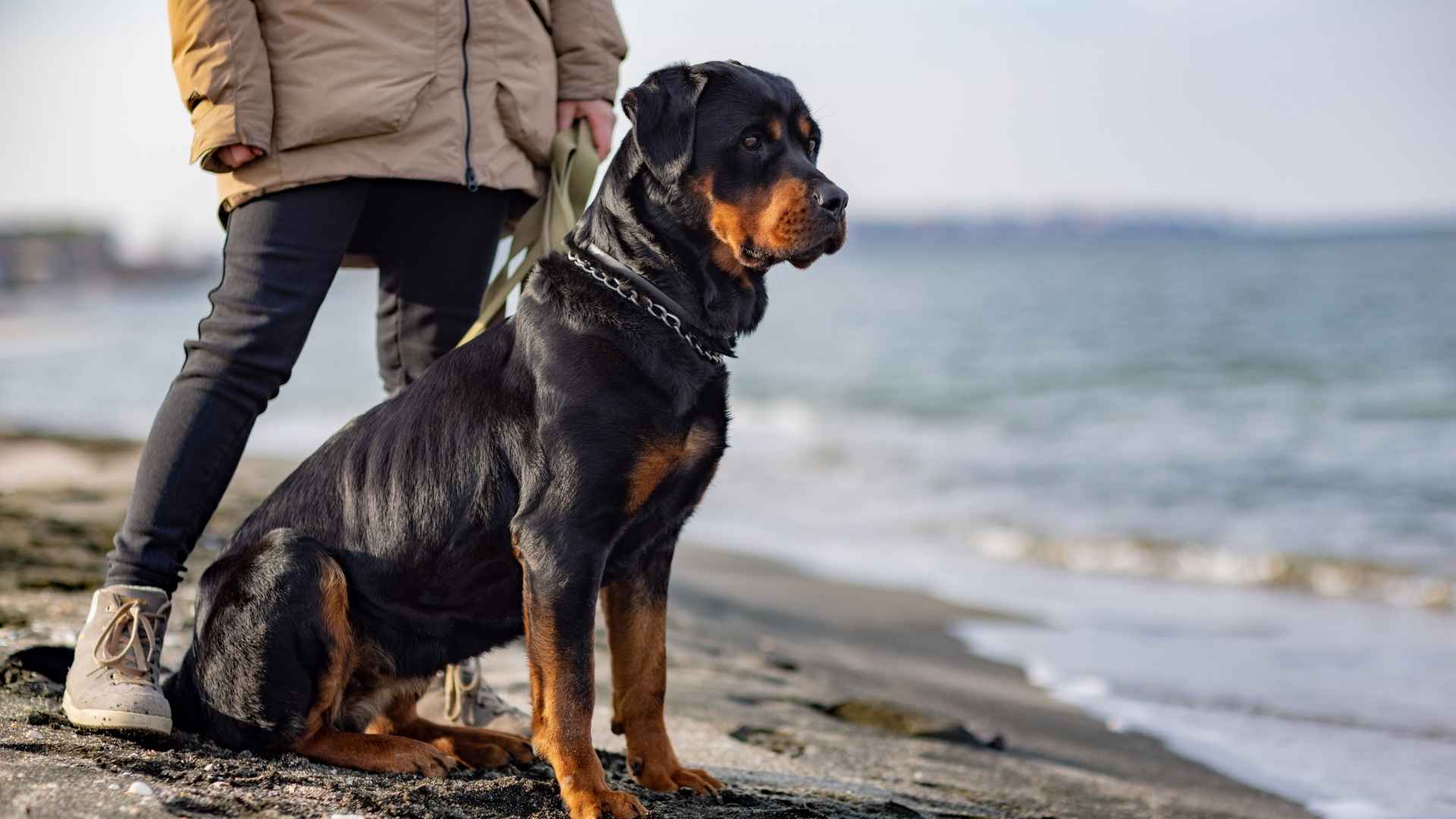 10 Best Large Protective Guard Dog Breeds for Security