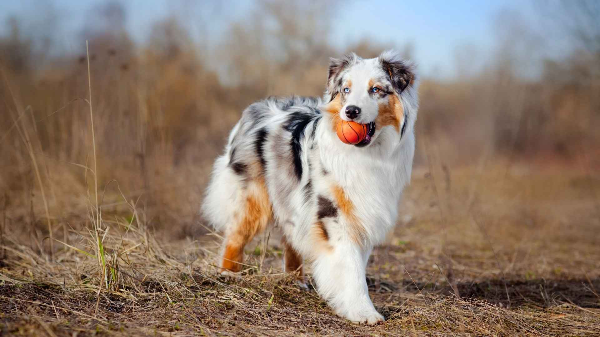 10 Best Young At Heart Dog Breeds That Never Grow Old