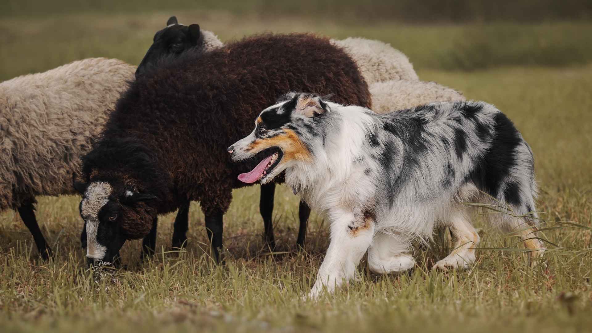 10 Brilliant Dog Breeds That Herd Sheep