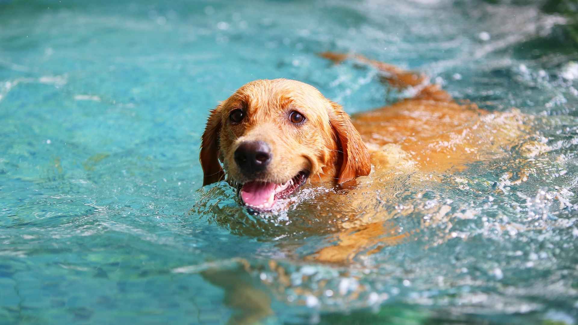 10 Dog Breeds That Like Water and Love to Splash Around