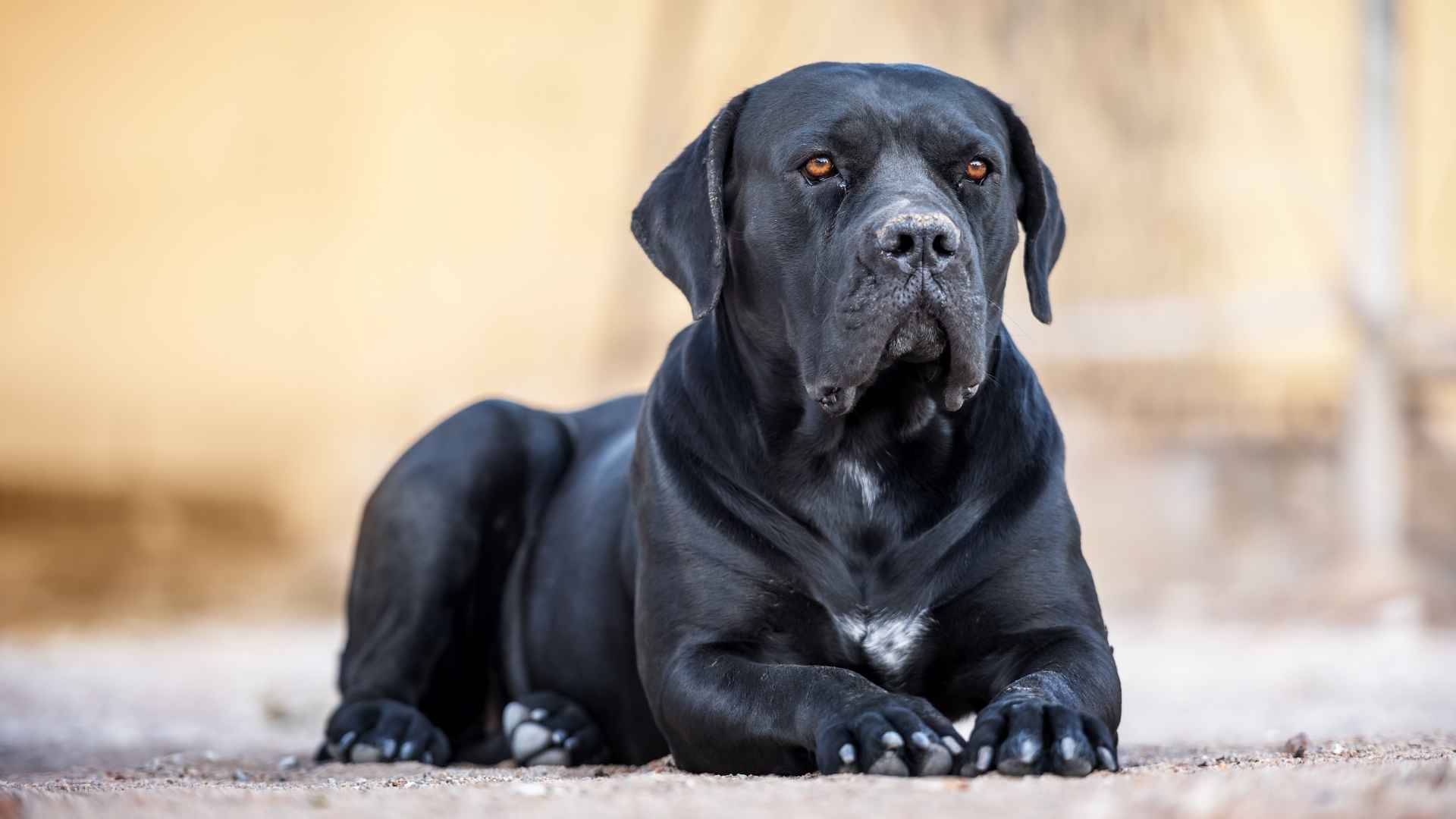 10 Highly Unpredictable Dog Breeds Are They Right for You