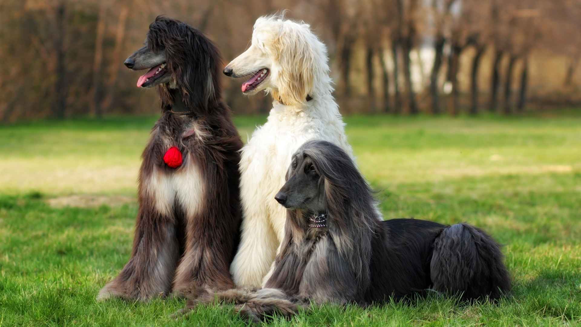 10 Most Beautiful Dog Breeds You Need to Know About