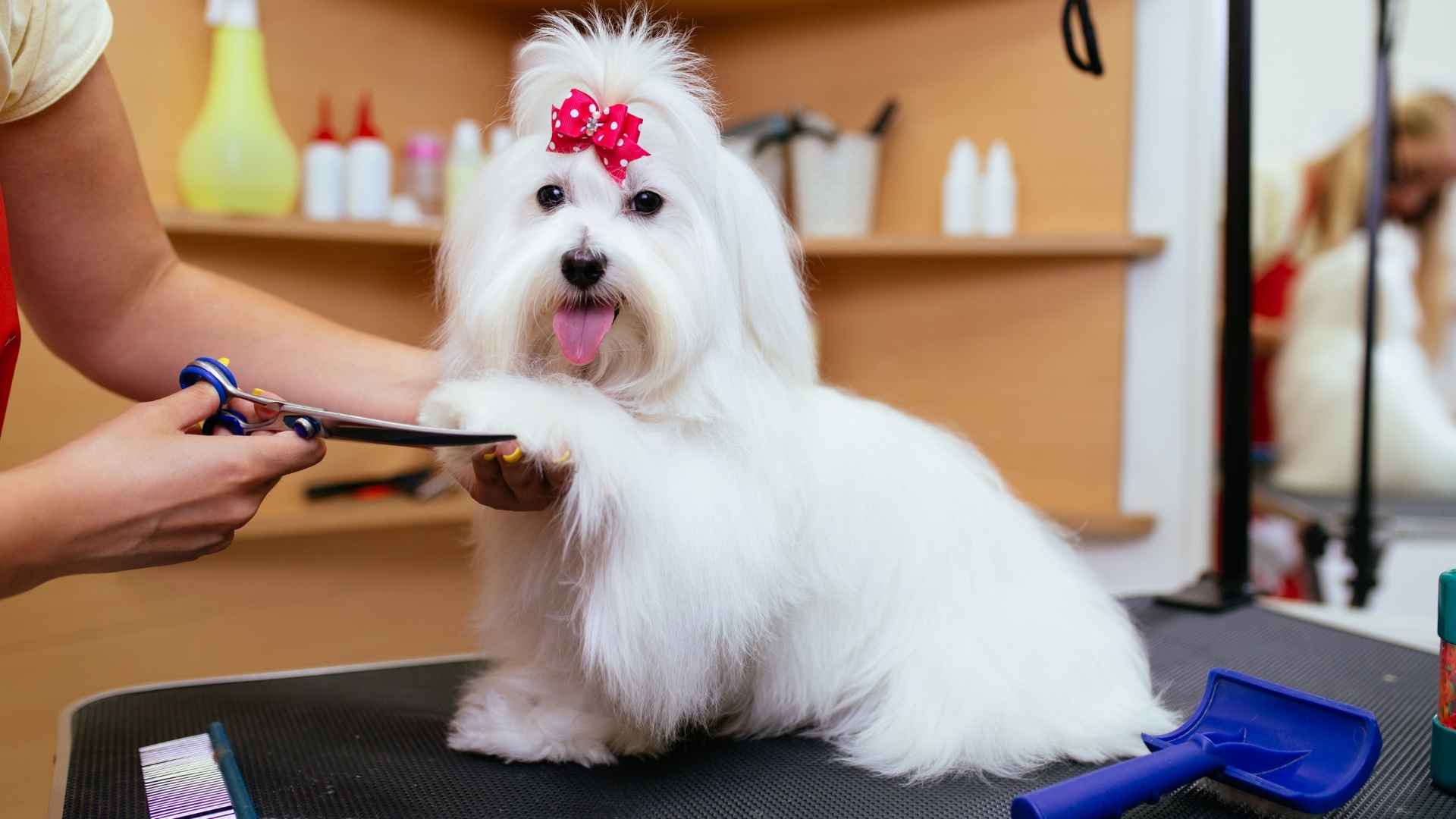 10 Most Expensive Dog Breeds to Maintain