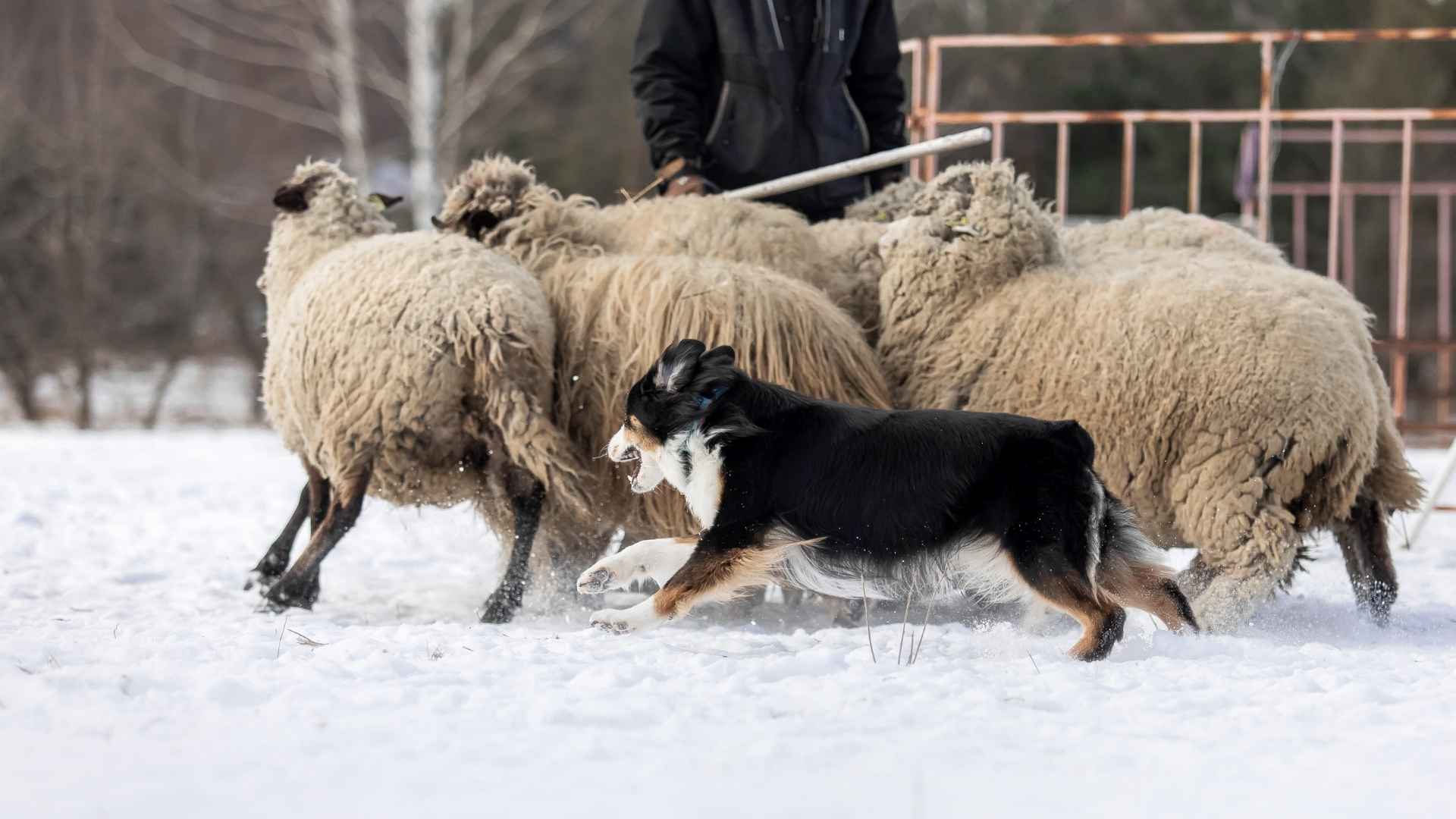 10 Most Hardworking Dog Breeds Who Never Stop Giving