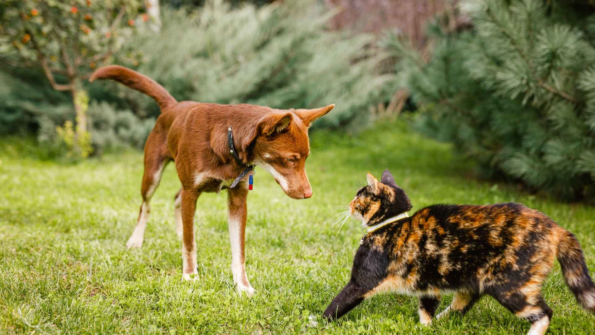 10 Worst Dog Breeds for Cats