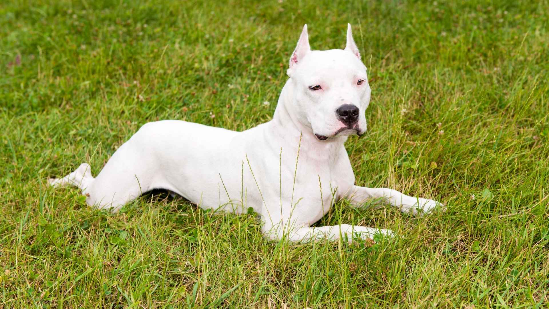 American Staffordshire Terrier