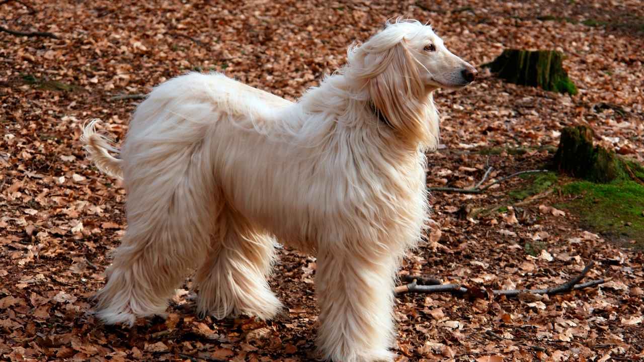 Afghan Hound