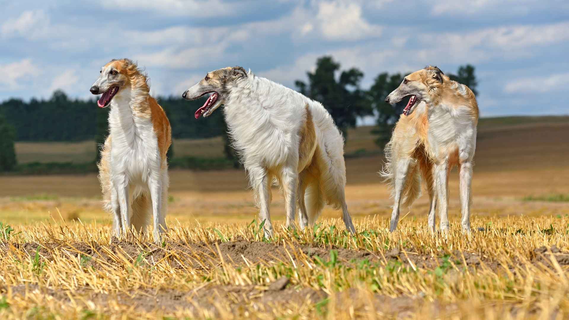 Borzoi