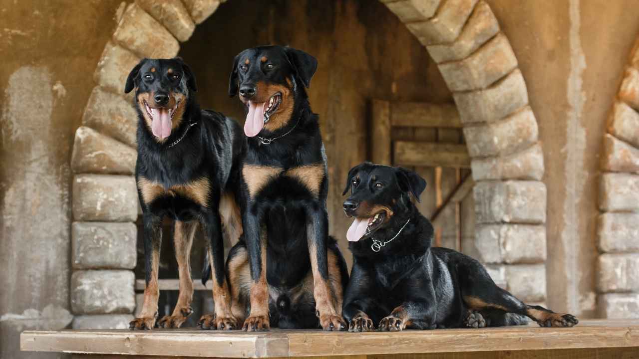 Beauceron