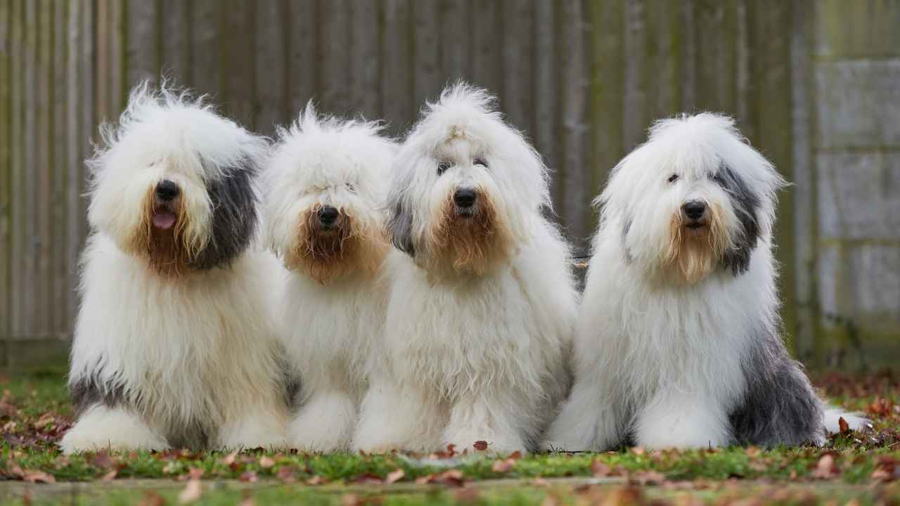 Old English Sheepdog