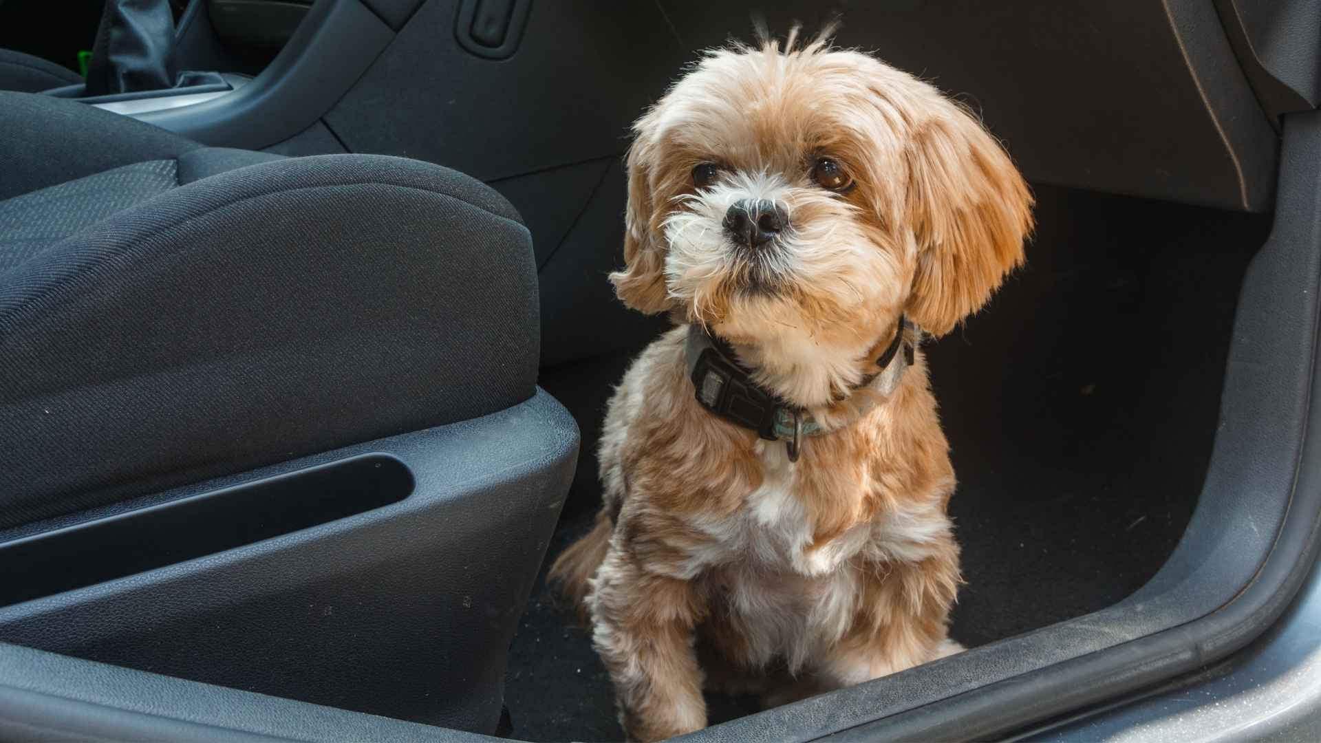 Lhasa Apso