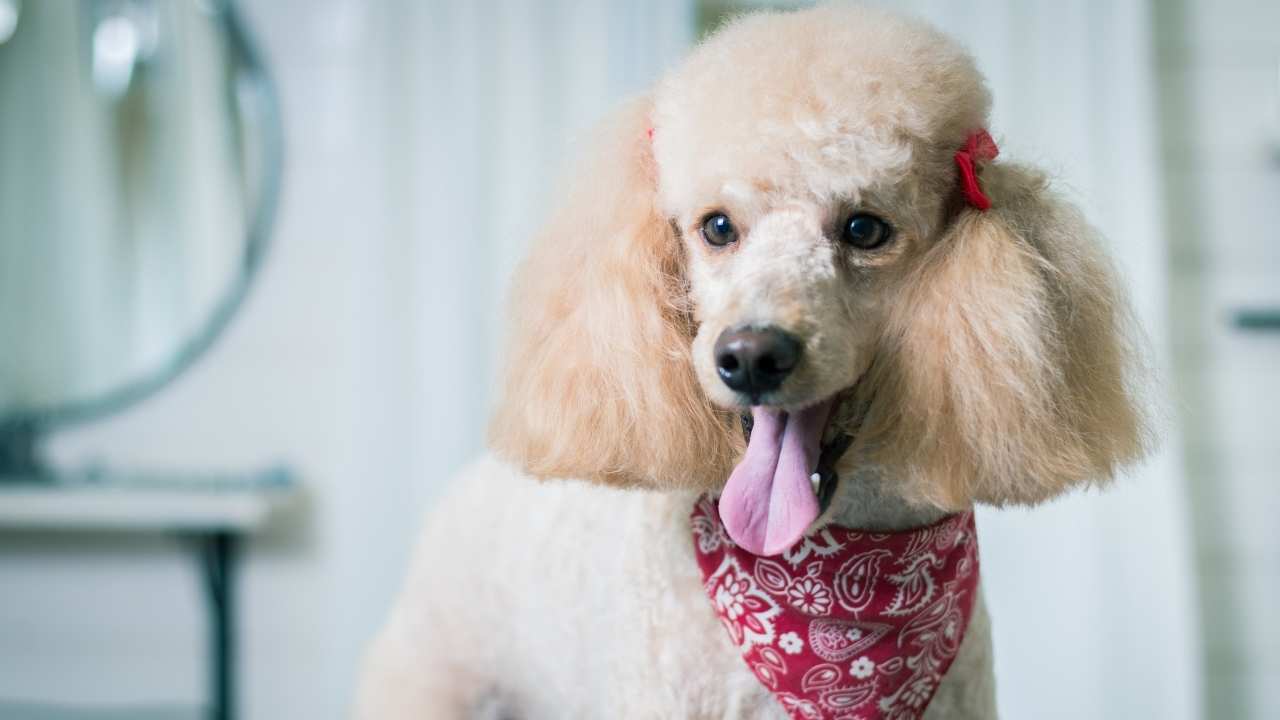 Poodle