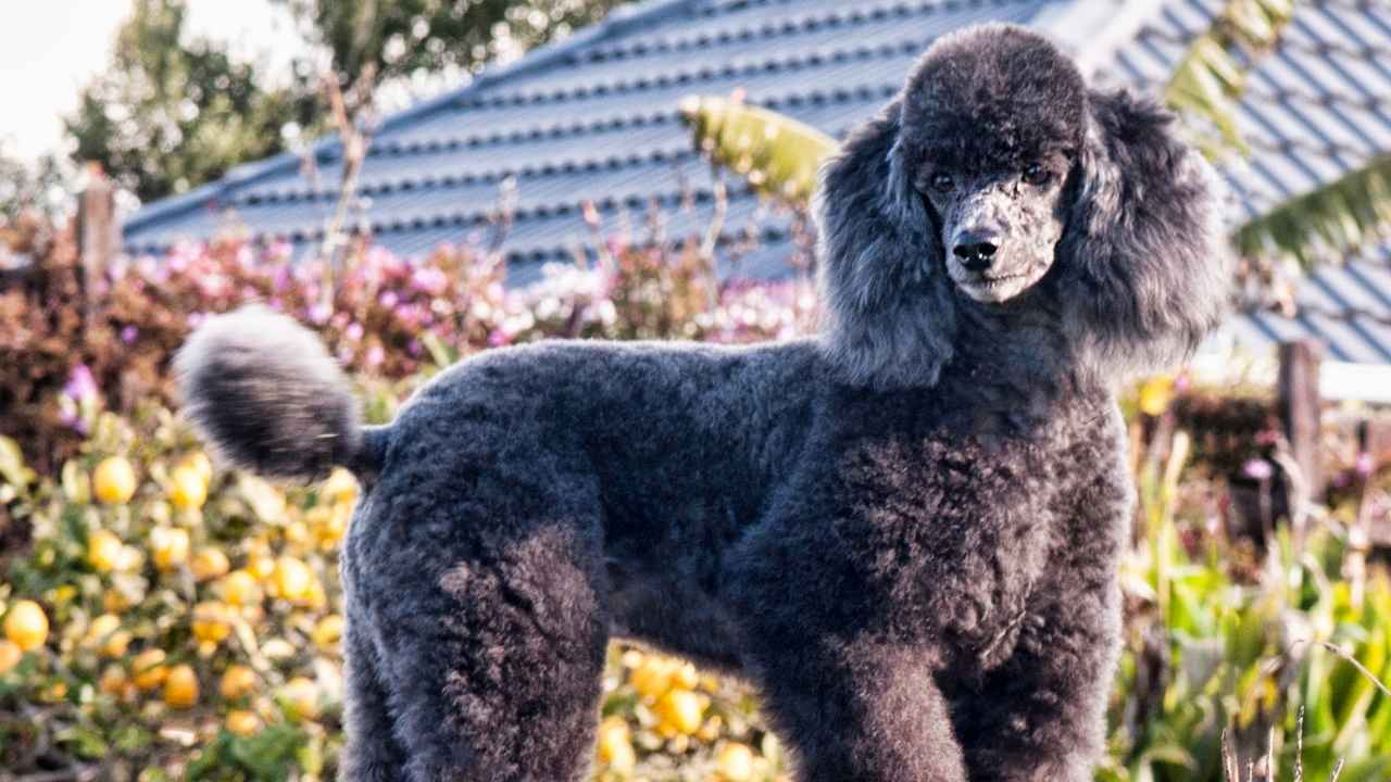 Poodle