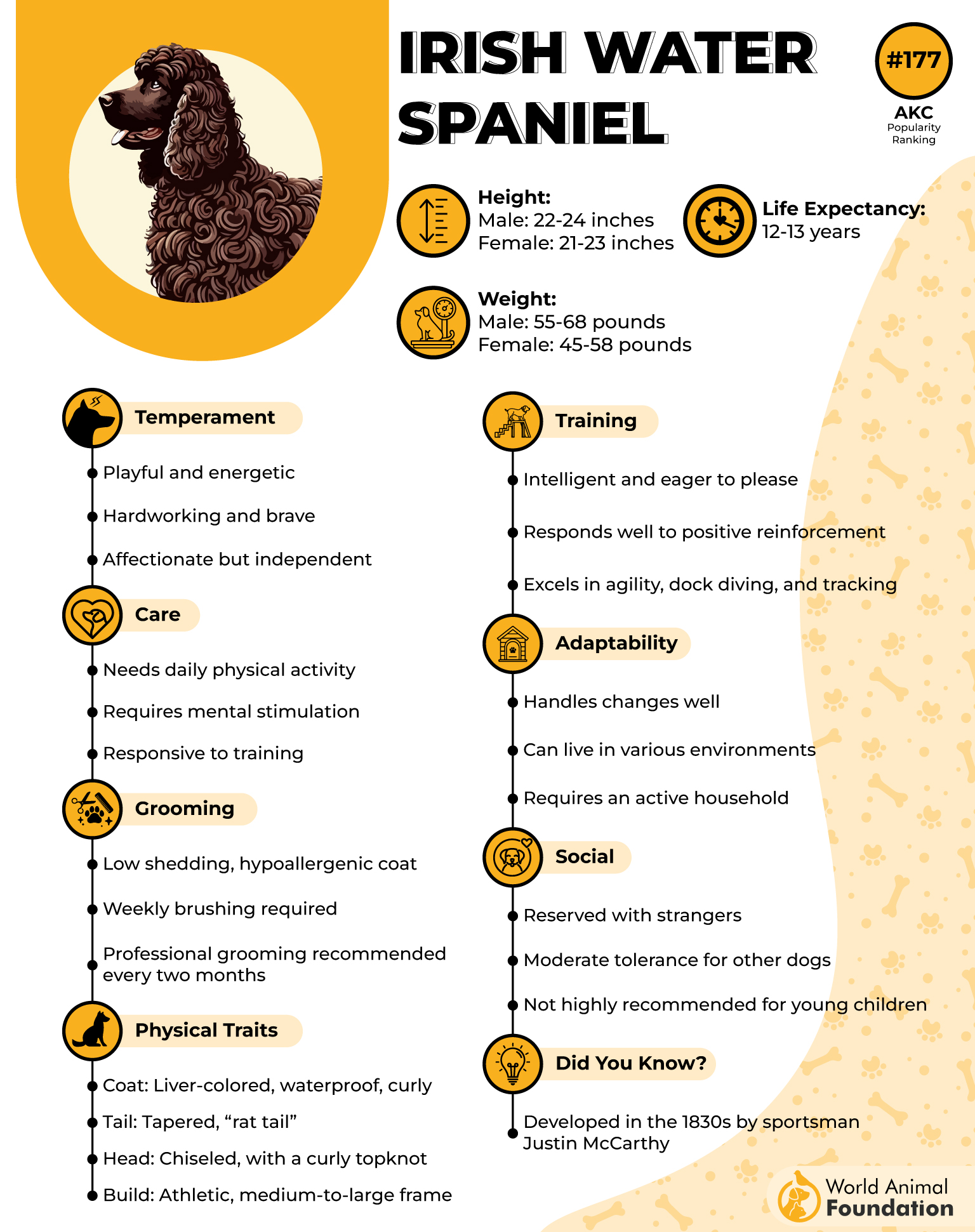 Irish Water Spaniel Profile