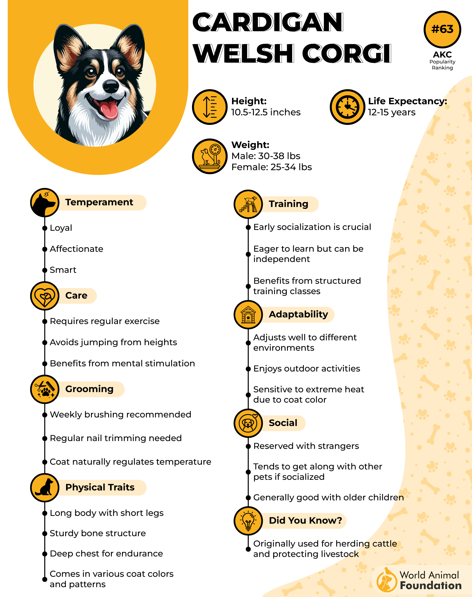 Cardigan Welsh Corgi Profile