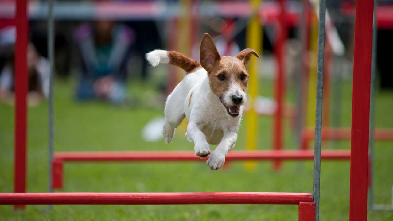 Jack Russell Terrier