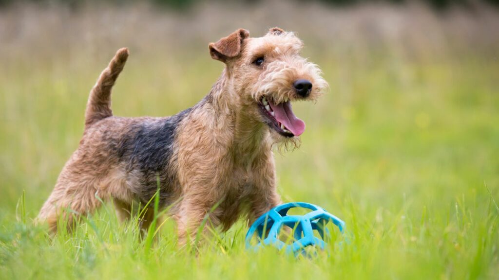 Lakeland Terrier