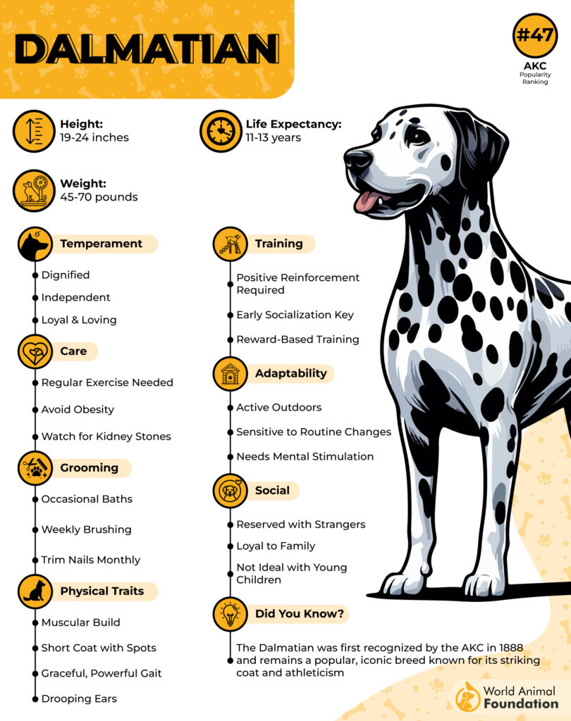 1742396419 140 Dalmatian Breed Profile 01