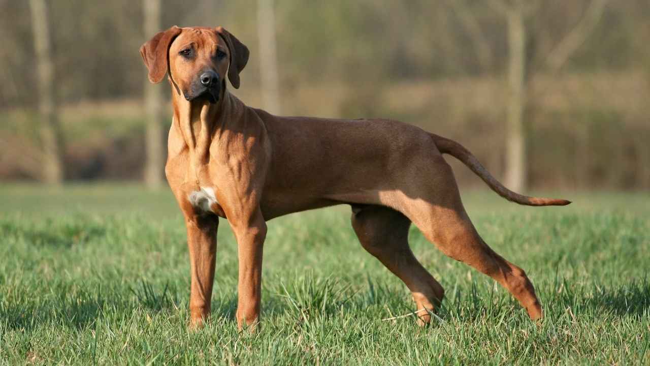 Rhodesian Ridgeback