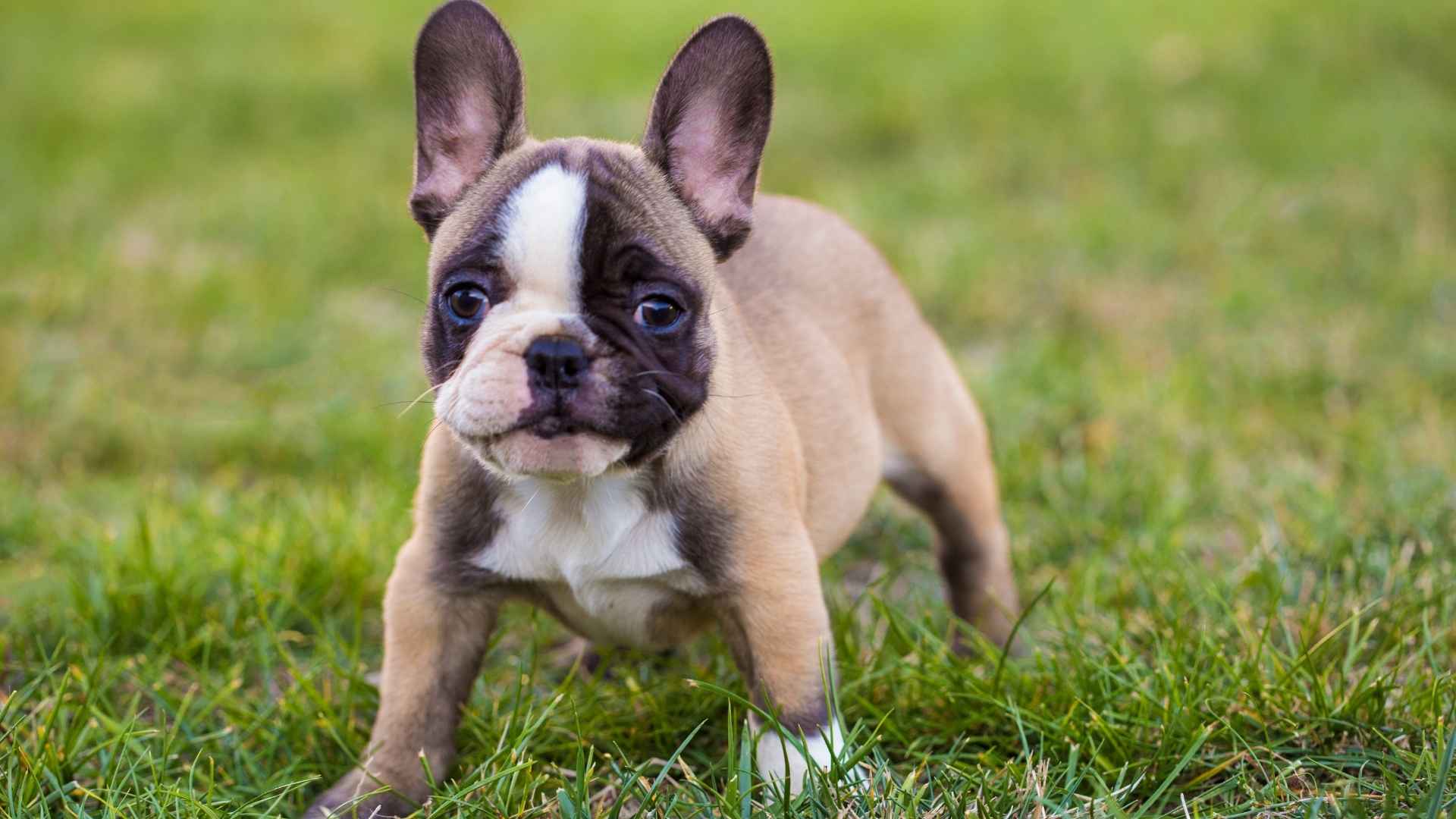 7 Adorable Dog Breeds That Look Like Pugsv