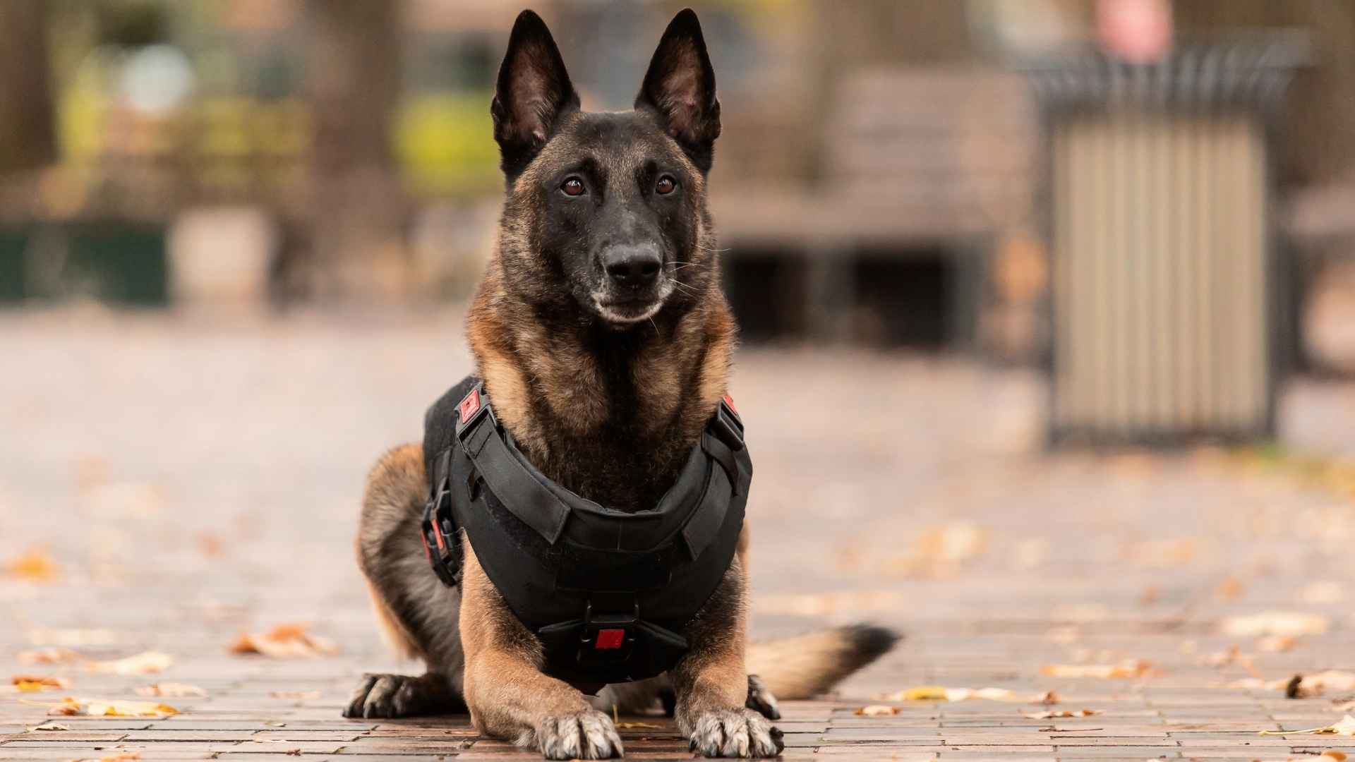 7 Alert Watchful Guard Dog Breeds That Stay Alert 247