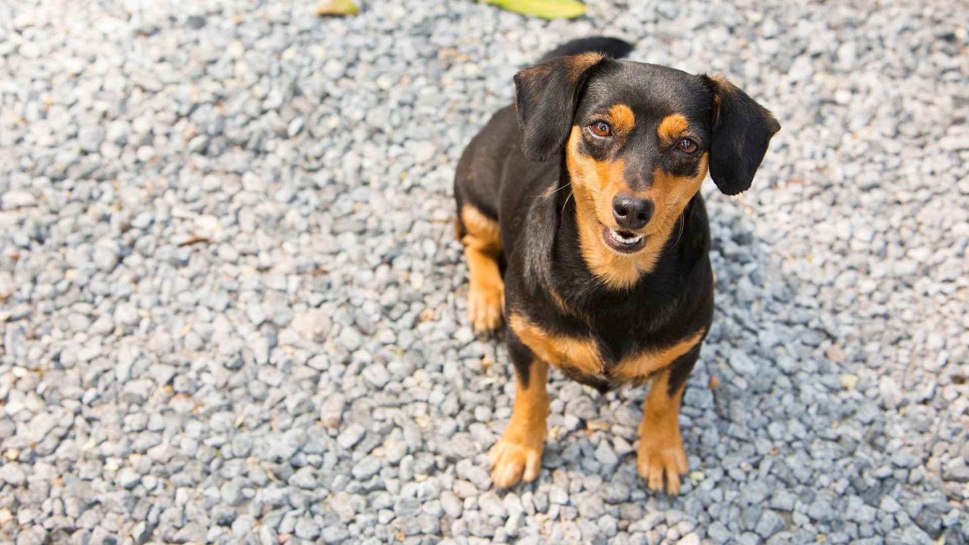 7 Best Black and Cream Small Dog Breeds with Unique Coat Patterns