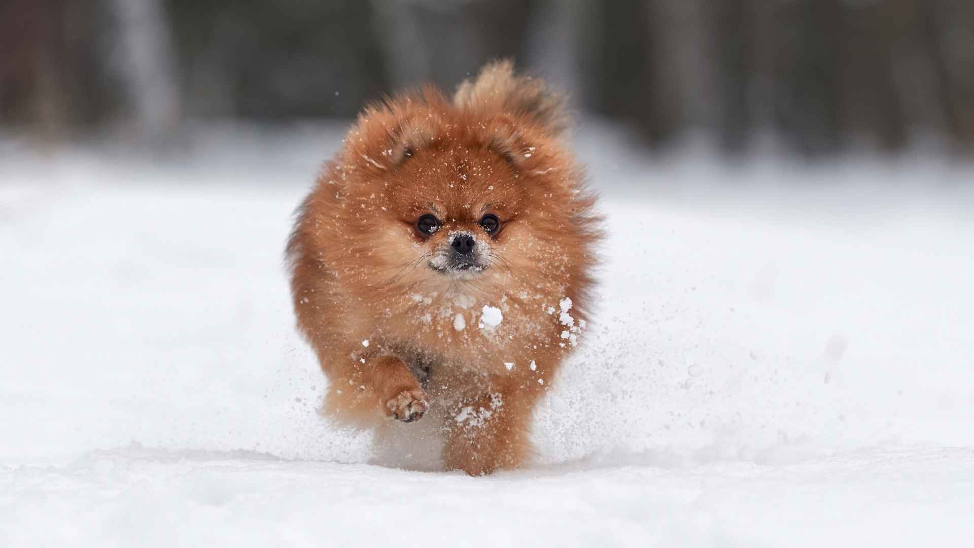 7 Best Cold Weather Teacup Dog Breeds for Chilly Climates