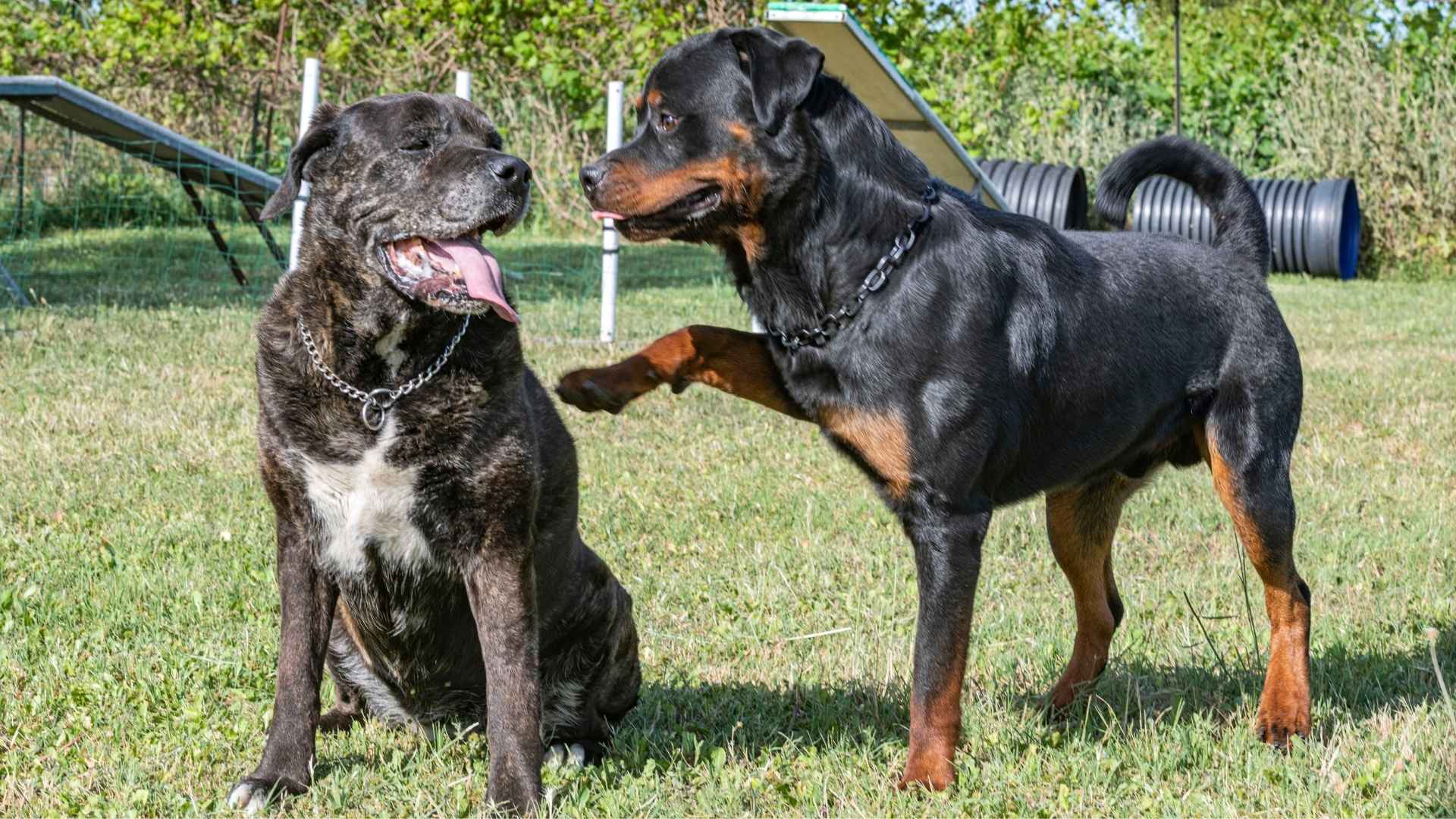 7 Best Dog Breeds That Look Like Rottweilers