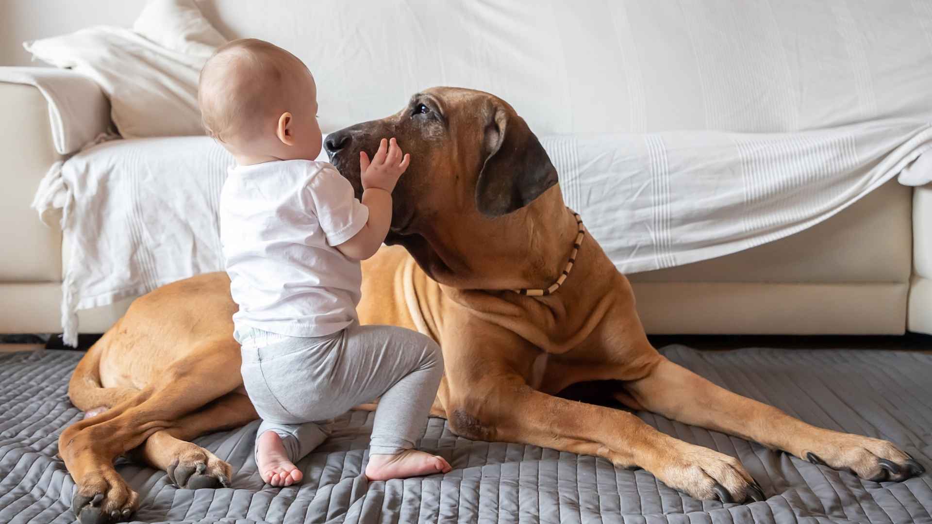 7 Best Guard Dog Breeds for Families with Infants