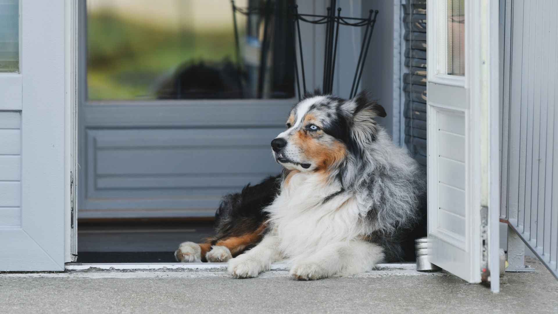 7 Best Guard Dog Breeds for Home