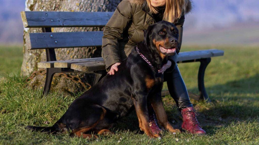 7 Best Guard Dog Breeds For Personal Protection EN Pet YOLO