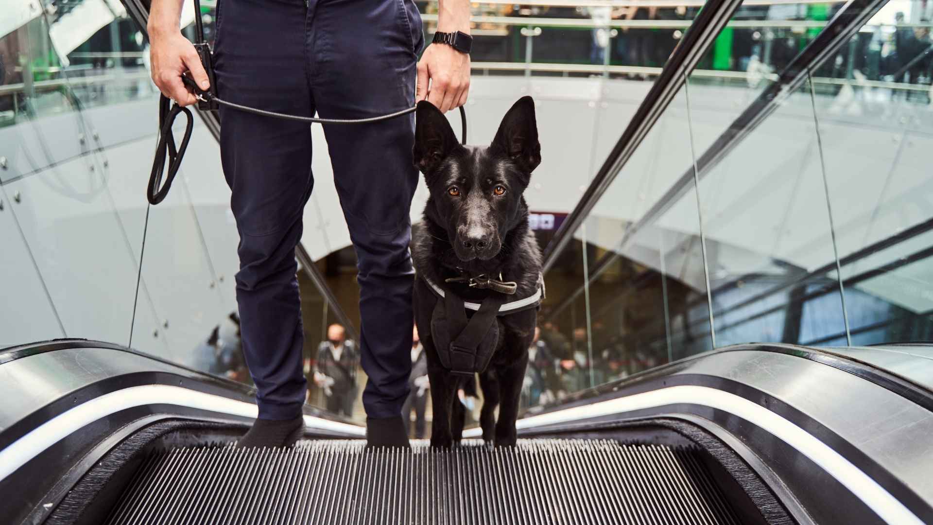 7 Best Guard Dog Breeds for Protection in Public Spaces