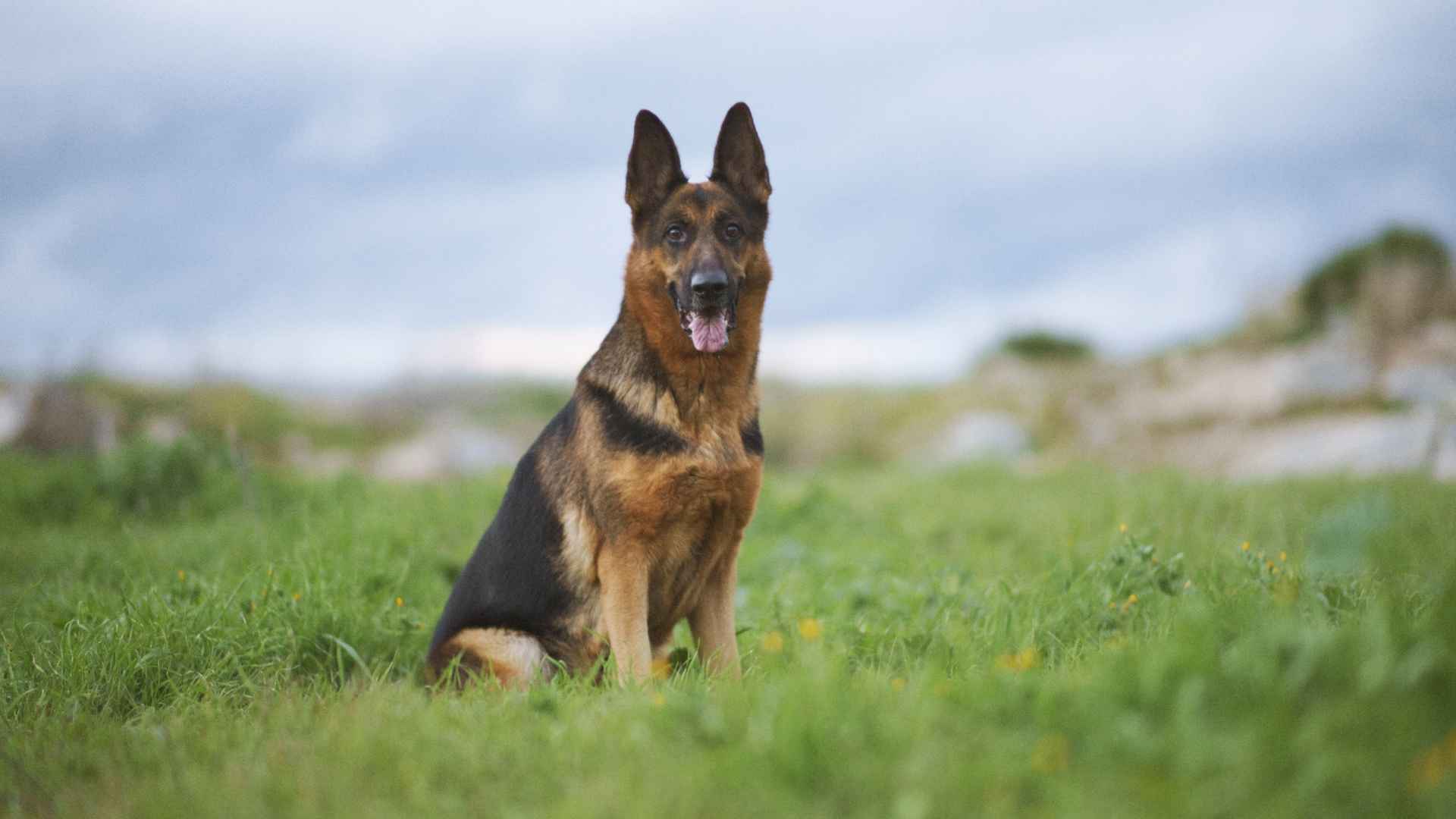 7 Best Guard Dog Breeds for Protection in Rural Areas