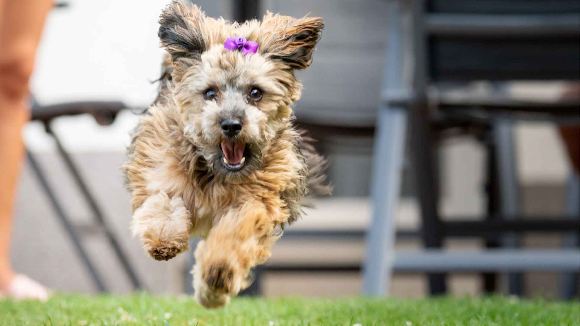 7 Best High Energy Teacup Dog Breeds for Active Homes 1