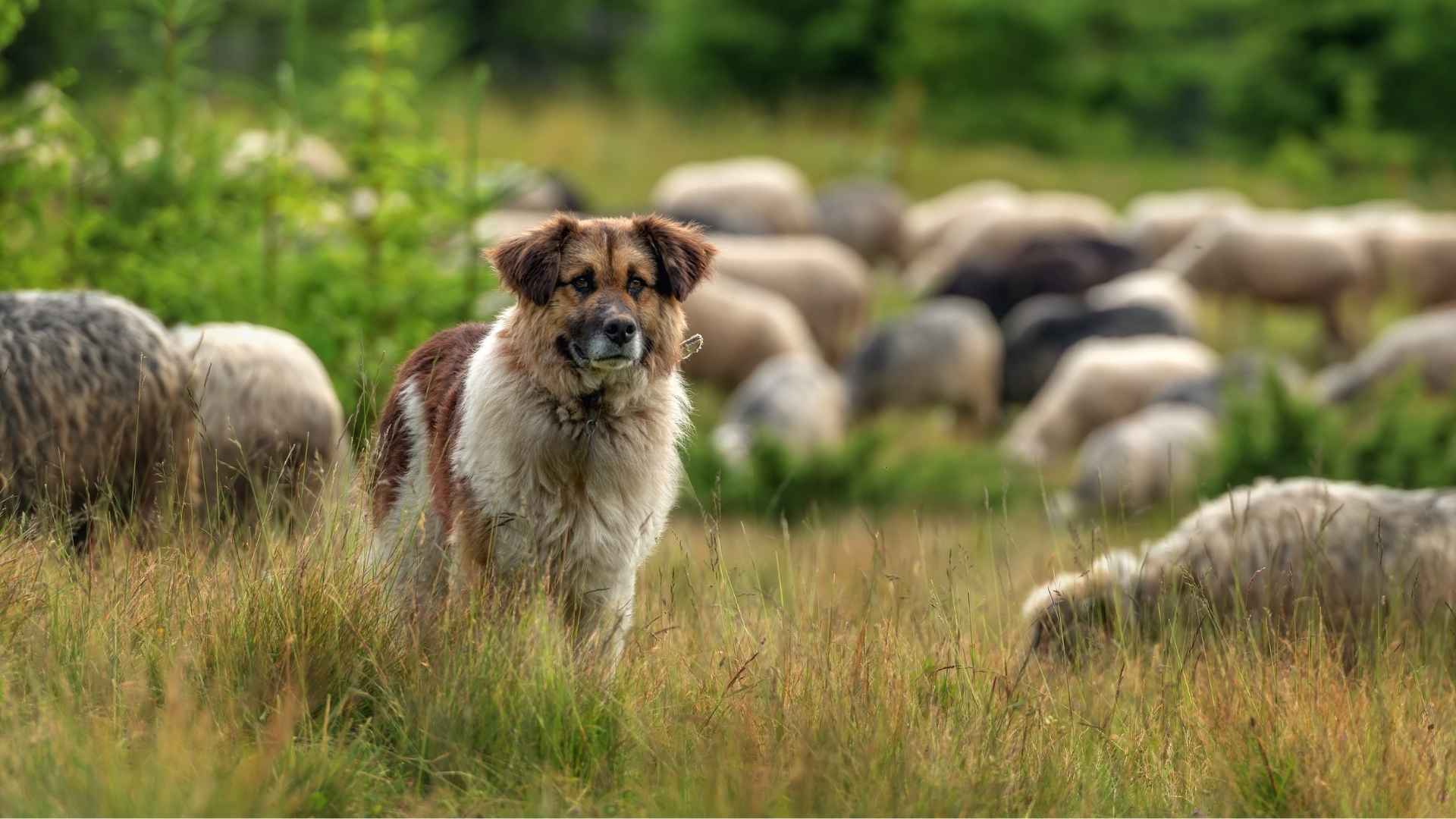 7 Best Large Dog Breeds for Rural Living