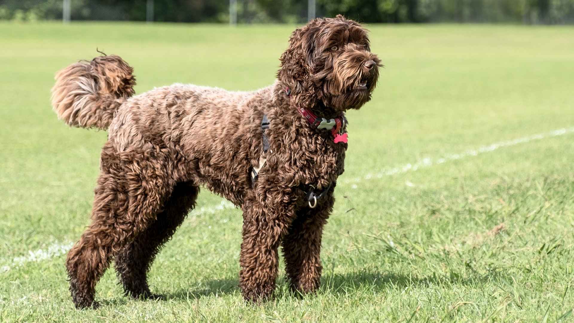 7 Best Large Doodle Dog Breeds