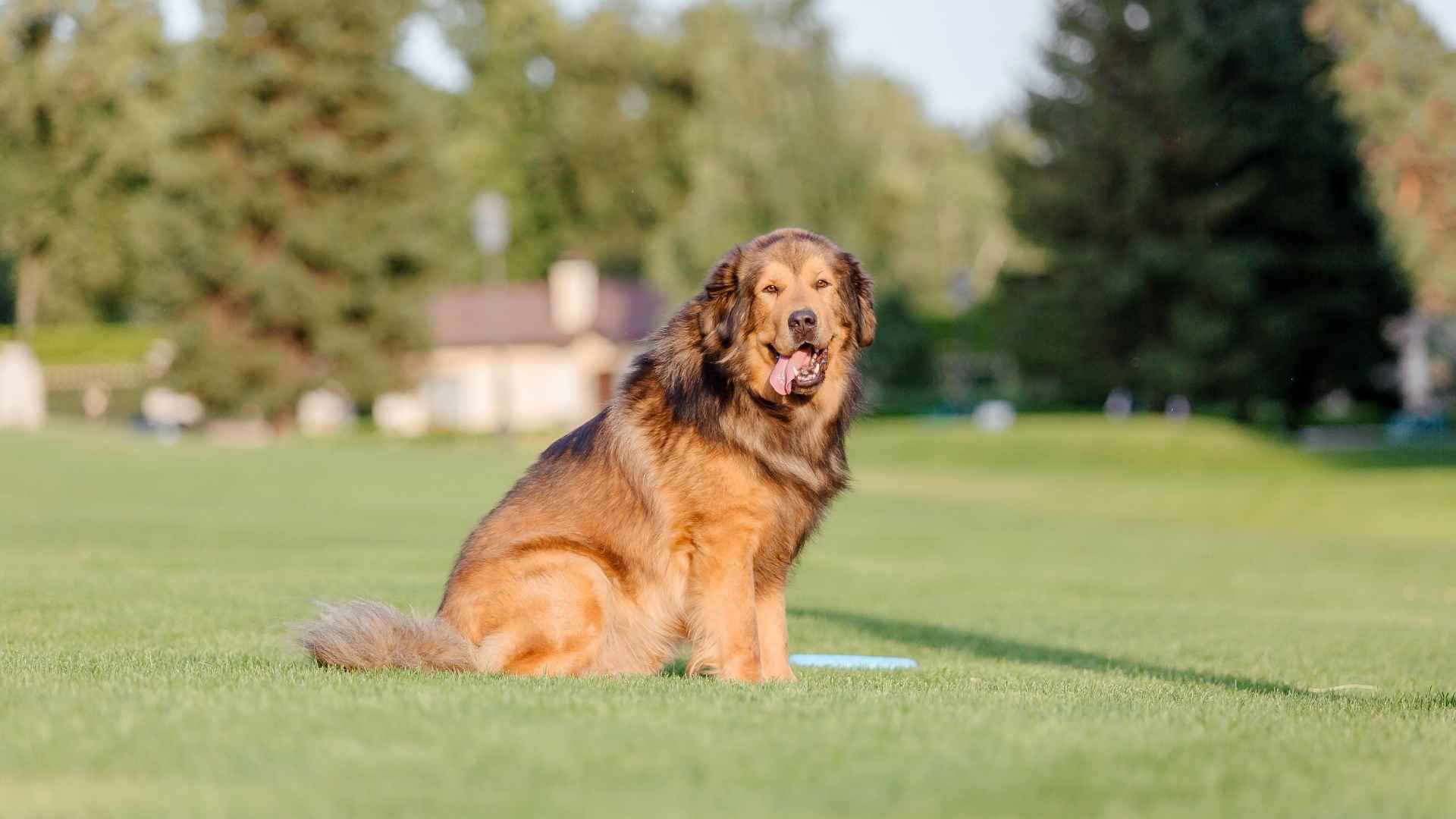 7 Best Large Guard Dog Breeds with a Gentle Nature That Protect with Love