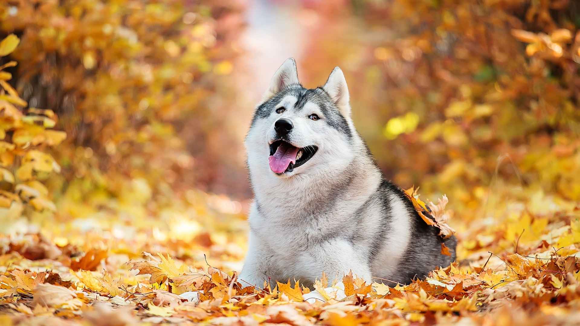 7 Best Looking Dog Breeds