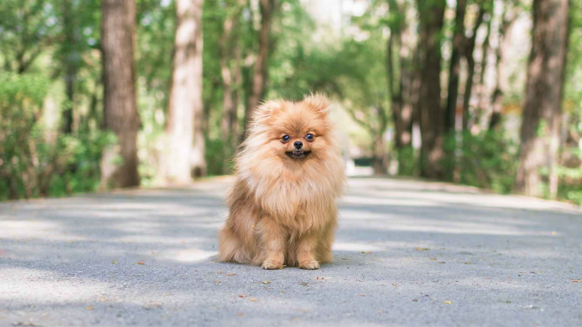 7 Best Miniature Dog Breeds That Stay Small