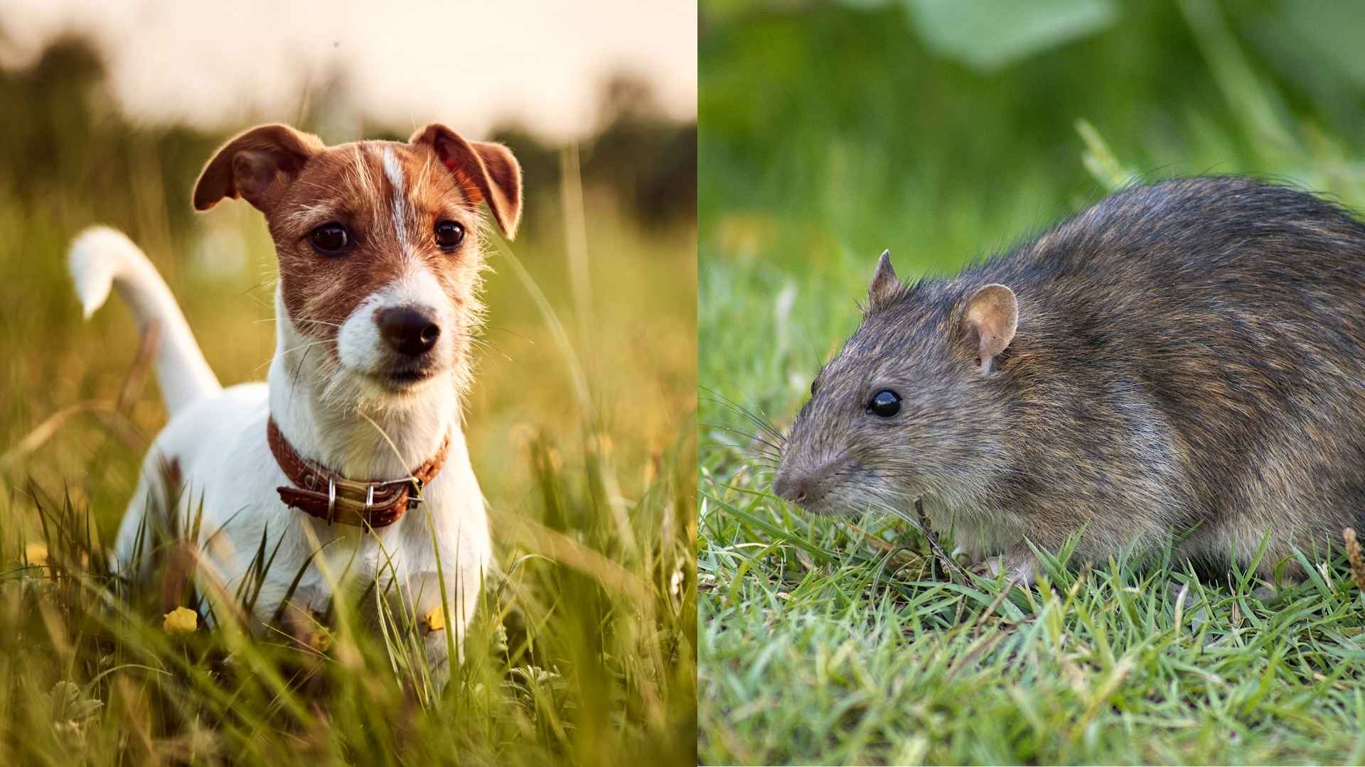 7 Best Ratting Dog Breeds for Effective Rodent Control