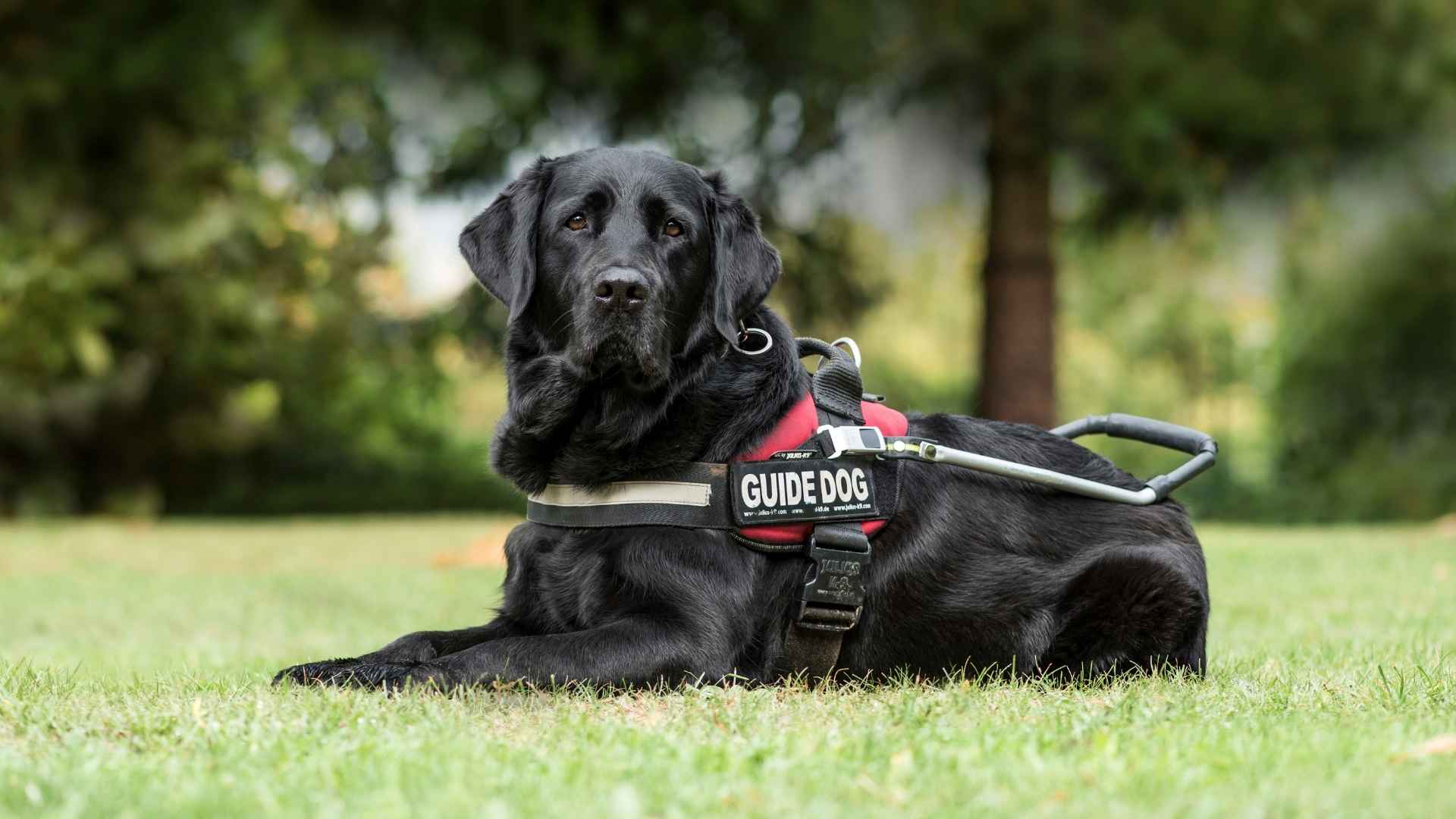 7 Best Seizure Alert Dog Breeds to Keep You Safe Secure