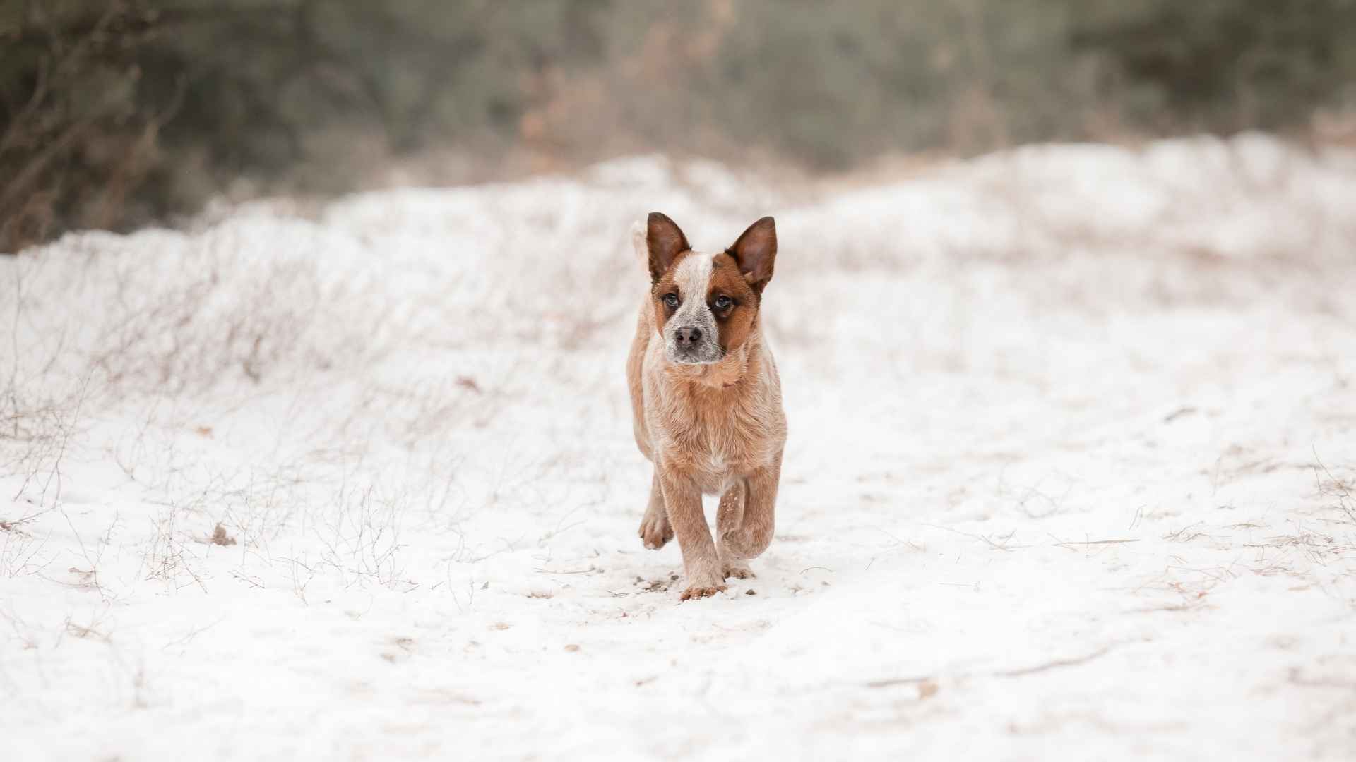 7 Best Small Desert Dog Breeds 1