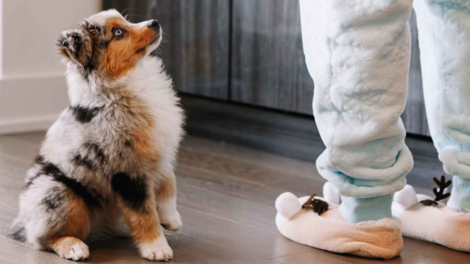 7 Best Small Dog Breeds for Apartments