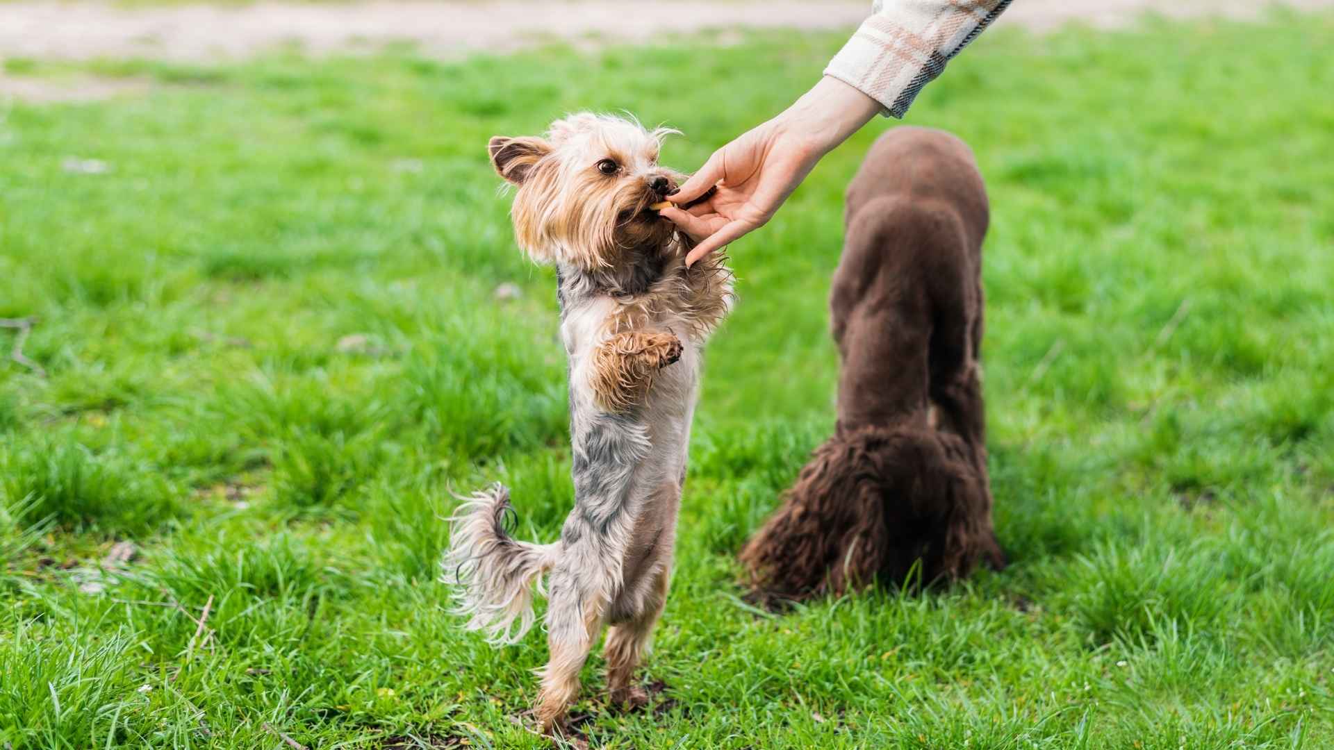 7 Best Small Friendly Dog Breeds